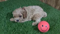 Katie Girl 2, a female Cavapoo for sale in Halfway, MO – Photo 4 of 5