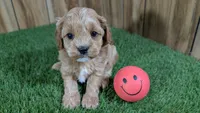 Katie Girl 2, a female Cavapoo for sale in Halfway, MO – Photo 3 of 5