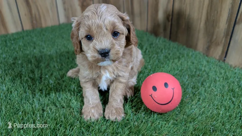 Katie Girl 2 – Cavapoo puppy for sale in Halfway, MO