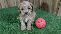 Katie Girl 2, a female Cavapoo for sale in Halfway, MO – Photo 1 of 5