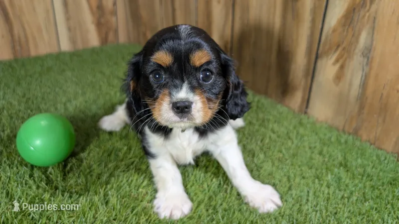 Bessie Boy 2 – Cavalier King Charles Spaniel puppy for sale in Halfway, MO