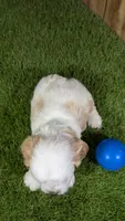 Lyla Boy 1, a male Cavapoo for sale in Halfway, MO – 3 of 5