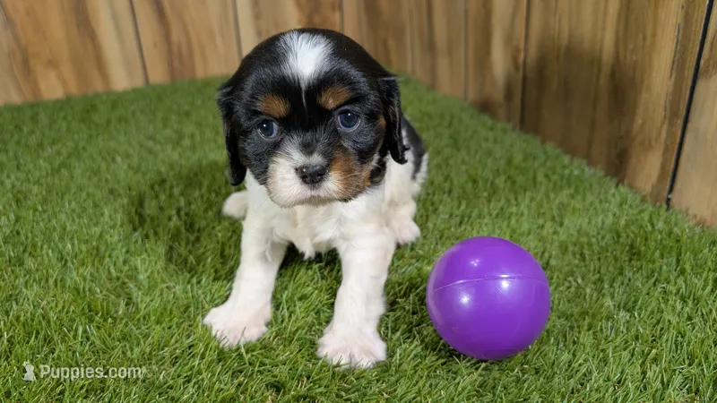 Bessie Girl 2 – Cavalier King Charles Spaniel puppy for sale in Halfway, MO