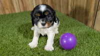 Bessie Girl 2, a male Cavalier King Charles Spaniel for sale in Halfway, MO – 1 of 5