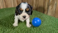 Hannah Boy 3, a male Cavalier King Charles Spaniel for sale in Halfway, MO – 2 of 4