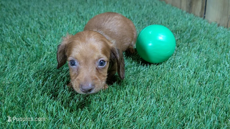 Tilly Boy 3 – Miniature Dachshund puppy for sale in Halfway, MO