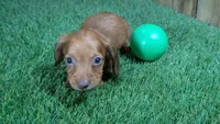 Tilly Boy 3, a male Miniature Dachshund for sale in Halfway, MO – 1 of 5