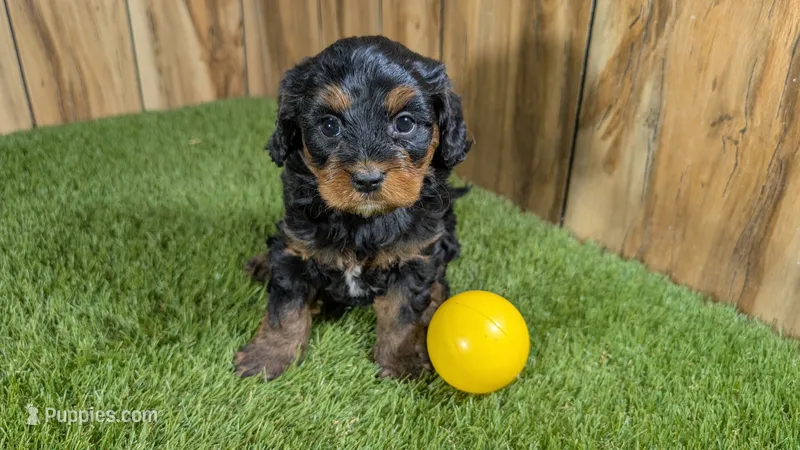 Honey Girl 4 – Cavapoo puppy for sale in Halfway, MO