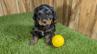 Honey Girl 4, a female Cavapoo for sale in Halfway, MO – 1 of 4