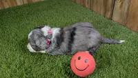 Sunset Girl 1, a female Miniature Aussiedoodle for sale in Halfway, MO – 3 of 4