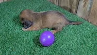 Mylie Girl 1, a female Miniature Dachshund for sale in Halfway, MO – 3 of 4