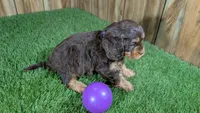 Honey Girl 2, a female Cavapoo for sale in Halfway, MO – 4 of 5