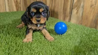Donut Boy 1, a male Cavalier King Charles Spaniel for sale in Halfway, MO – 3 of 5