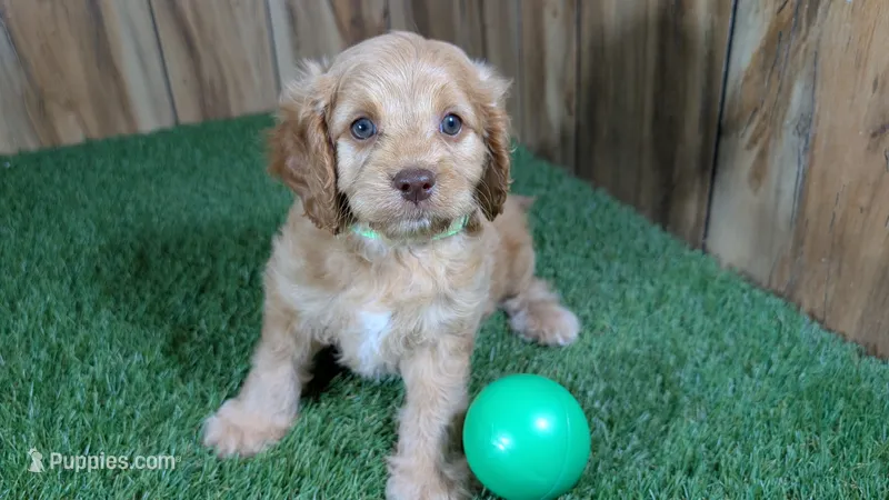 Lyla Boy 2 – Cavapoo puppy for sale in Halfway, MO