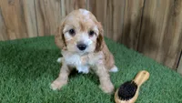 Darla Boy, a male Cavapoo for sale in Halfway, MO – Photo 4 of 6