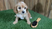 Darla Boy, a male Cavapoo for sale in Halfway, MO – Photo 3 of 6