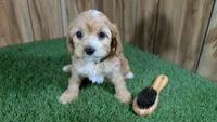 Darla Boy, a male Cavapoo for sale in Halfway, MO – Photo 2 of 6