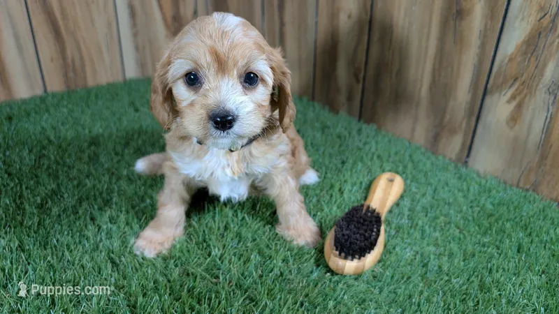 Darla Boy – Cavapoo puppy for sale in Halfway, MO