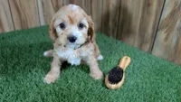Darla Boy, a male Cavapoo for sale in Halfway, MO – Photo 1 of 6