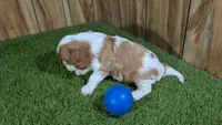 Lava Boy 1, a male Cavalier King Charles Spaniel for sale in Halfway, MO – 3 of 4
