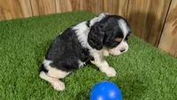 Bessie Boy 1, a male Cavalier King Charles Spaniel for sale in Halfway, MO – 3 of 4