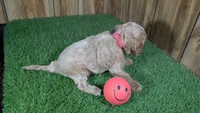 Lizzy Girl 1, a female Cavapoo for sale in Halfway, MO – 4 of 5