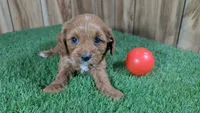 Harlow Girl 1, a female Cavapoo for sale in Halfway, MO – 3 of 5