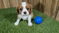 Missy Boy 2, a male Cavalier King Charles Spaniel for sale in Halfway, MO – 3 of 5