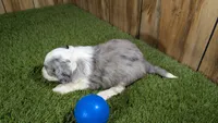 Sunset Boy 1, a male Miniature Aussiedoodle for sale in Halfway, MO – 5 of 5