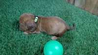 Tilly Boy 3, a male Miniature Dachshund for sale in Halfway, MO – 5 of 5
