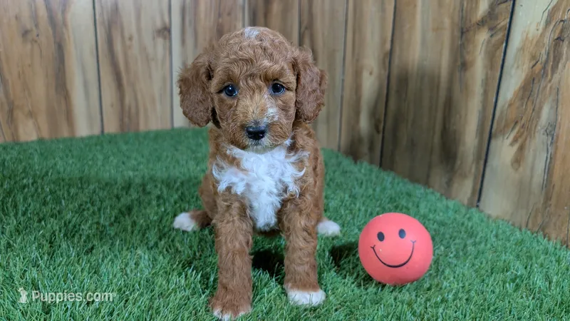 Lilac Girl 1 – Poodle - Miniature  puppy on hold in Halfway, MO