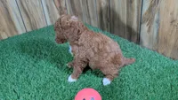 Lilac Girl 1, a female Poodle - Miniature  for sale in Halfway, MO – Photo 5 of 5