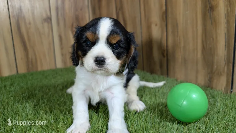Missy Boy 4 – Cavalier King Charles Spaniel puppy for sale in Halfway, MO