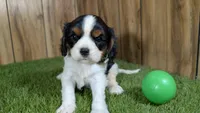 Missy Boy 4, a male Cavalier King Charles Spaniel for sale in Halfway, MO – 1 of 5