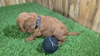 Sadie Boy 1, a male Cavapoo for sale in Halfway, MO – 4 of 4