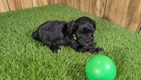 Francis Boy 1, a male Cavapoo for sale in Halfway, MO – Photo 3 of 4
