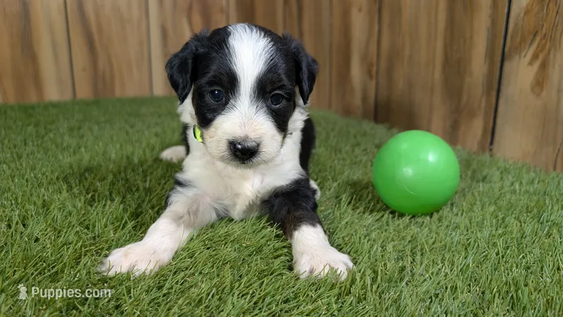 Sunset Boy 4 – Miniature Aussiedoodle puppy for sale in Halfway, MO