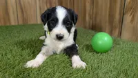 Sunset Boy 4, a male Miniature Aussiedoodle for sale in Halfway, MO – 1 of 4