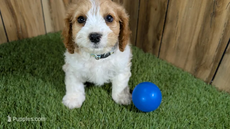 Ruths Boy 1 – Cavapoo puppy for sale in Halfway, MO