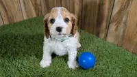 Ruths Boy 1, a male Cavapoo for sale in Halfway, MO – Photo 1 of 6