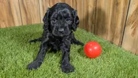 Honey Girl 6, a female Cavapoo for sale in Halfway, MO – 1 of 4