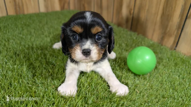 Bessie Boy 2 – Cavalier King Charles Spaniel puppy for sale in Halfway, MO
