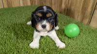 Bessie Boy 2, a male Cavalier King Charles Spaniel for sale in Halfway, MO – 1 of 4