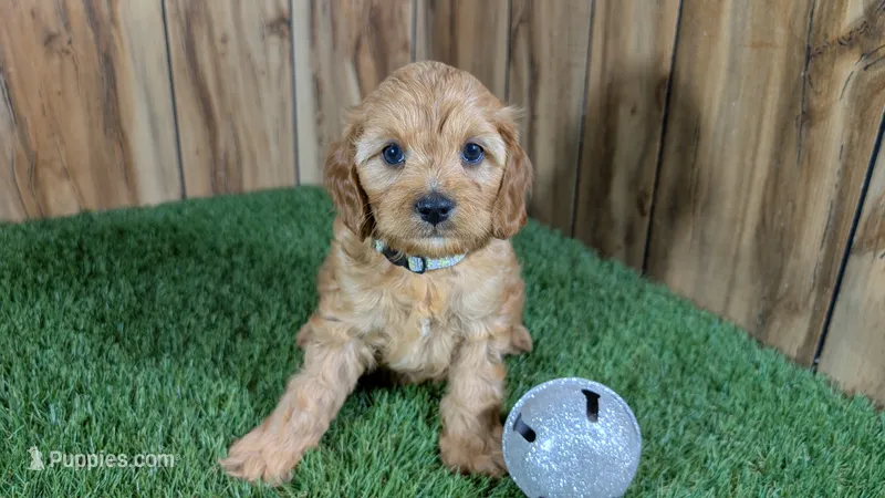 Kellee Boy 3 – Cavapoo puppy for sale in Halfway, MO