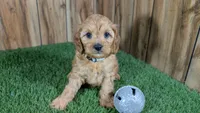Kellee Boy 3, a male Cavapoo for sale in Halfway, MO – 1 of 4
