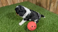 Gracie Girl 1, a male Cavalier King Charles Spaniel for sale in Halfway, MO – 5 of 5