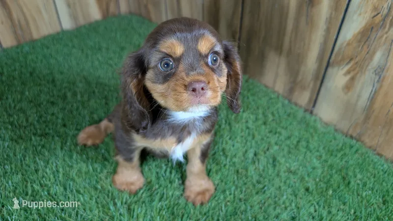 Donut Boy 2 – Cavalier King Charles Spaniel puppy for sale in Halfway, MO