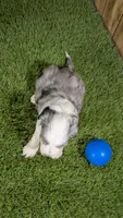 Sunset Boy 1, a male Miniature Aussiedoodle for sale in Halfway, MO – 3 of 5