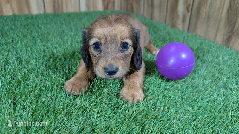 Mylie Girl 1 – Miniature Dachshund puppy for sale in Halfway, MO
