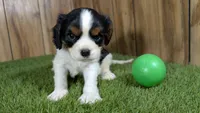Missy Boy 4, a male Cavalier King Charles Spaniel for sale in Halfway, MO – 2 of 5